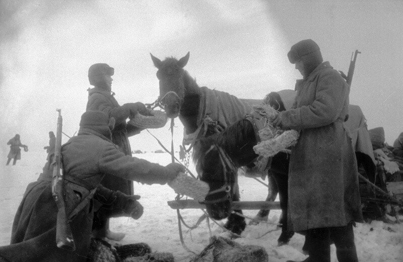 Советские солдаты скармливают немецкую обувь лошадям, 1940–е годы, Сталинград