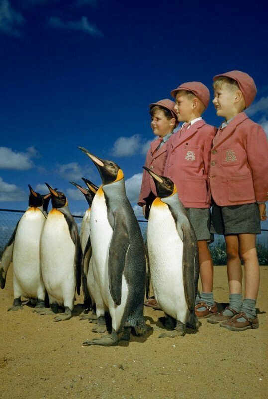 Мальчики в школьной форме фотографируются с королевскими пингвинами. Лондонский зоопарк, 1953 год.