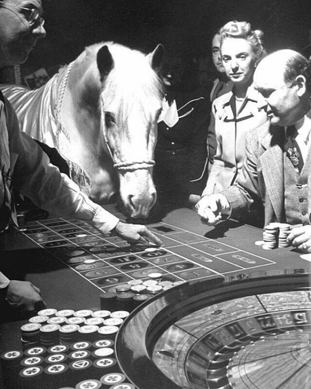 Лошадь-крупье в отеле El Rancho Vegas для привлечения клиентов. Лошадь склоняется до стола в рулетке, толкает фишку на номер носом. 1947 год, США.