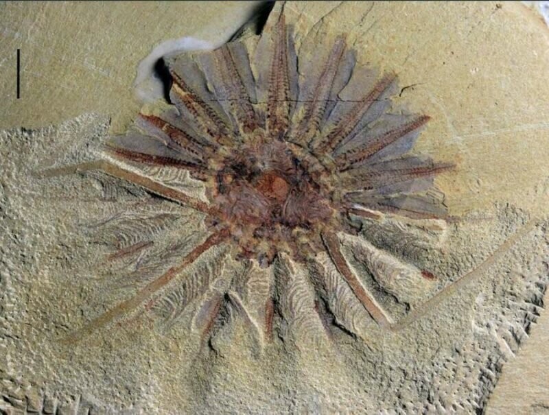 В Китае обнаружен древний морской монстр, которому около 520 миллионов лет