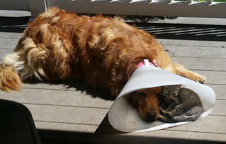  Котёнок забрался в конус поддержать друга-пса после операции