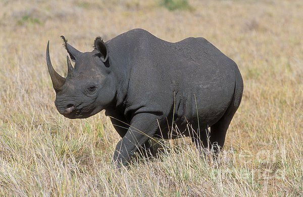 2. Западный чёрный носорог