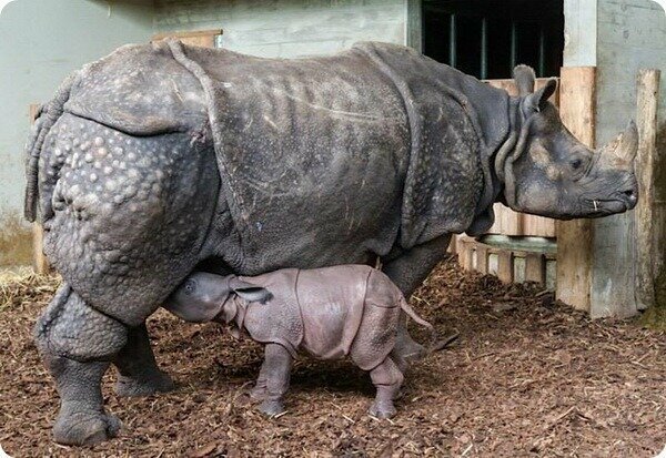 3. Индийский носорог