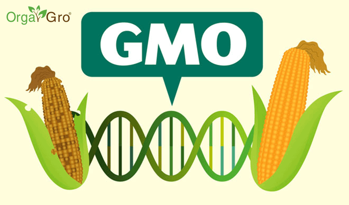 О том, почему же люди боятся ГМО