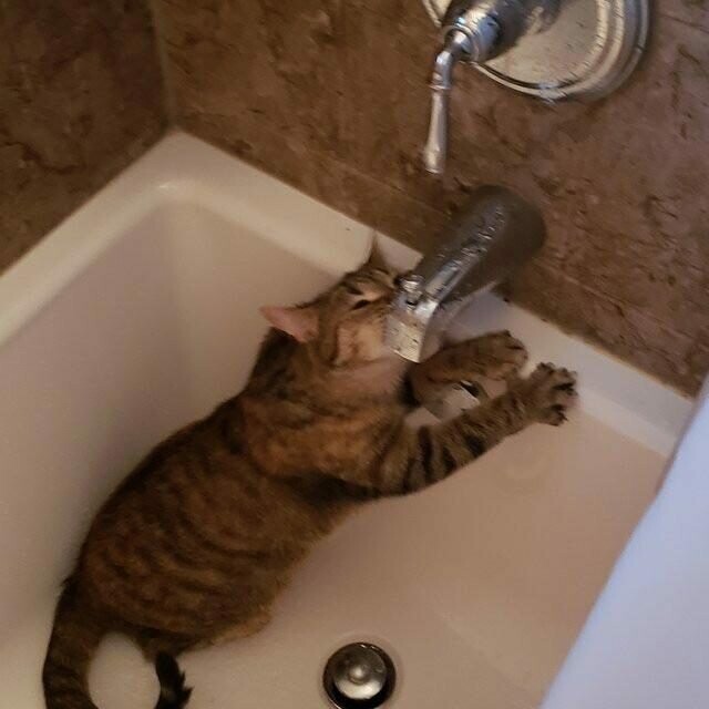 «Моя кошка пьёт воду только таким образом»