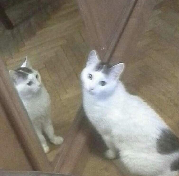 Кошка может сломать всё на свете и даже своё отражение в зеркале