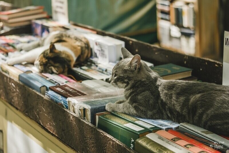 В Ростове найдены читающие коты