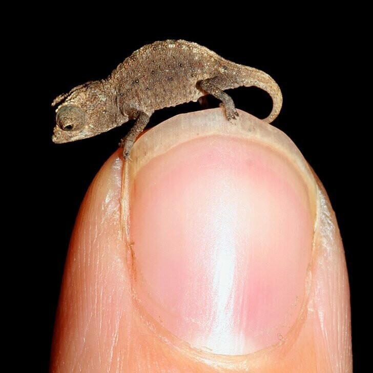 Это брукезия — миниатюрный вид хамелеонов