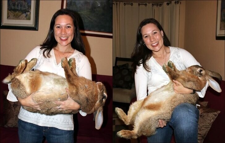 Кролик, который весит почти 10 кг!