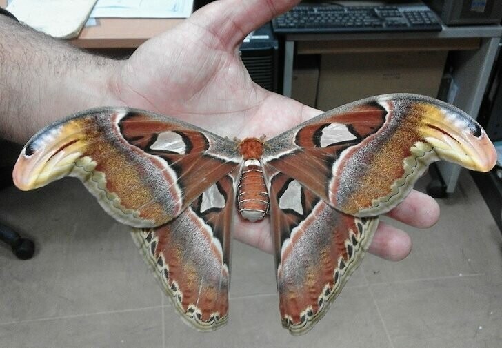 Attacus Atlas — самая большая в мире бабочка
