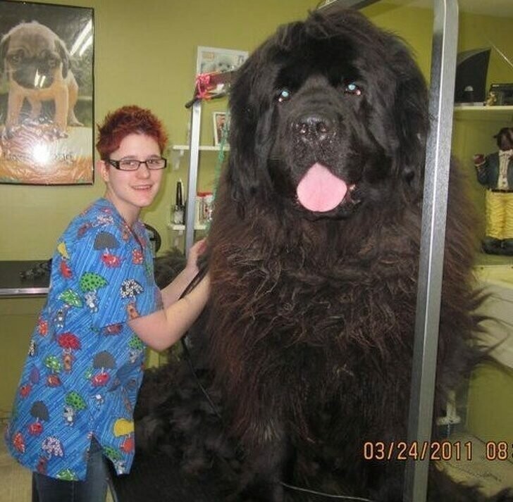Нет, это не медведь, а огромная собака породы маламут