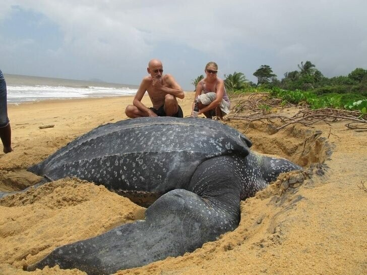 В океане обитает много странных животных. Например, вот такие огромные черепахи