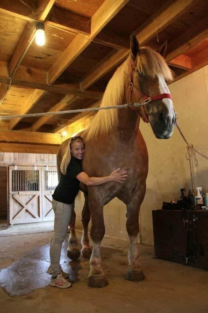 А это Большой Джек — самая крупная лошадь в мире