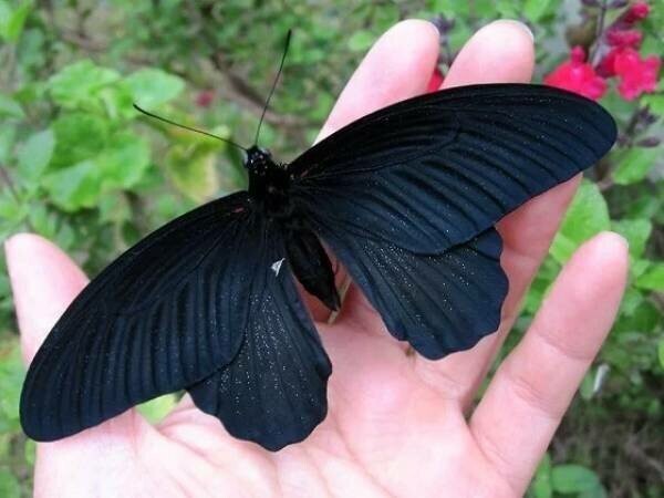 Чёрная бабочка