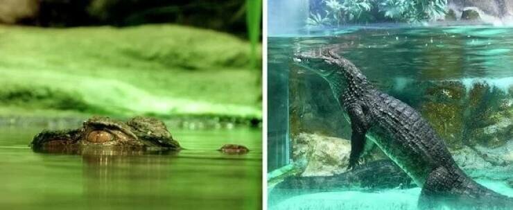 На самом деле крокодилы не плавают горизонтально, когда вы видите, как они высовывают головы из-под воды