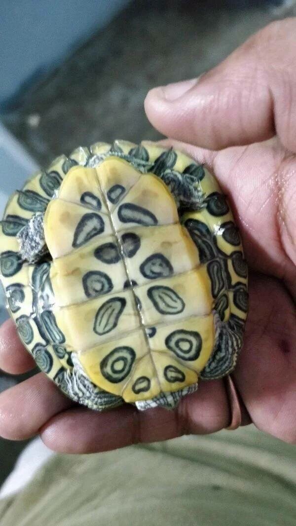 У моей черепахи есть смайлик на животе