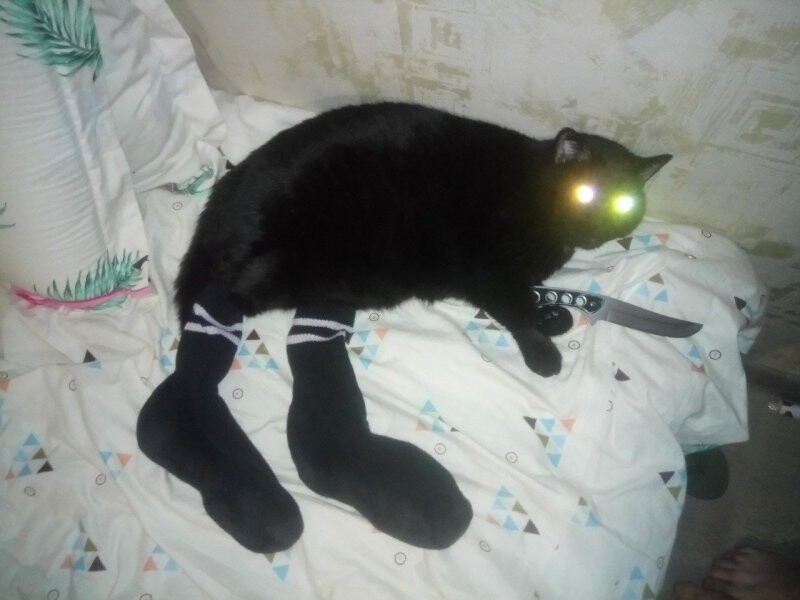Кот дебил