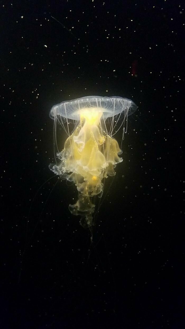 16. Фотограф сделал снимок медузы, и кажется, что она в космосе