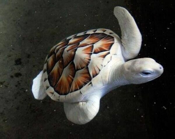 6. Морская черепаха
