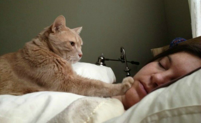 6. "Ежедневный ритуал нашей кошки - каждое утро будить мою падчерицу, пока я чищу зубы и одеваюсь. Я должна отнести ее в комнату Кики. Она подбегает к кровати, ложится на нее, обнюхивает лицо и покусывает брови, чтобы разбудить," - TrendyKitty