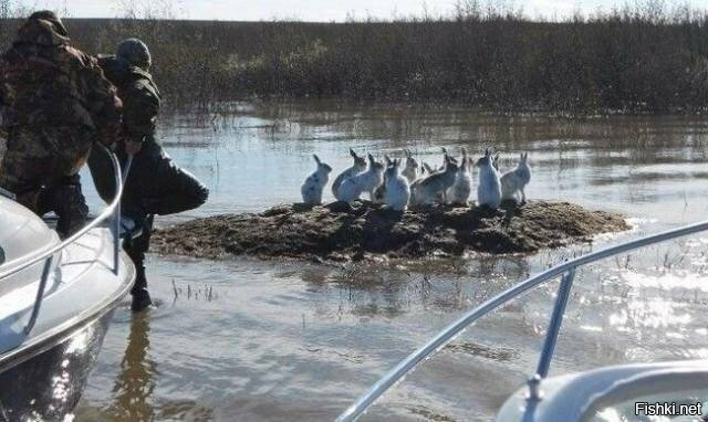 Солянка от 31.03.2019