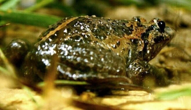 Чернобрюхая дискоязычная лягушка.