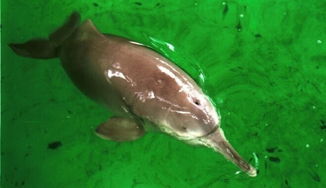 Китайский речной дельфин.