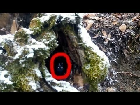 Странное существо снято на камеру в лесу 29 марта 2019 г 