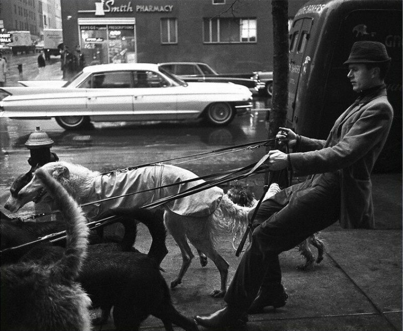Дог-ситтер выгуливает собак, Нью-Йорк, 1964 год.