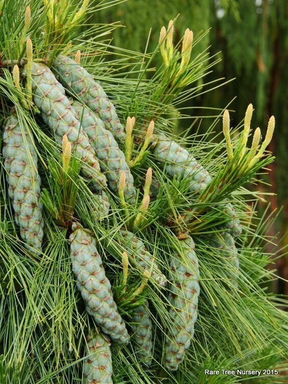 Pinus Schwerinii