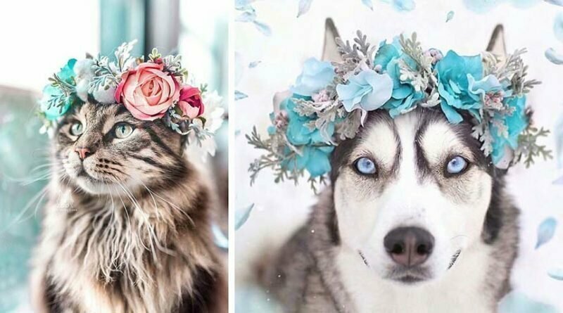 Художник делает цветочные короны для животных, и они действительно выглядят величественно