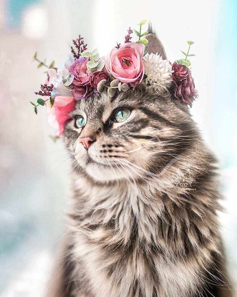 Художник делает цветочные короны для животных, и они действительно выглядят величественно