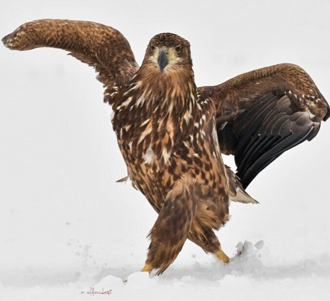 Этот орёл так красиво прошёлся по снегу, что стал героем битвы фотошоперов