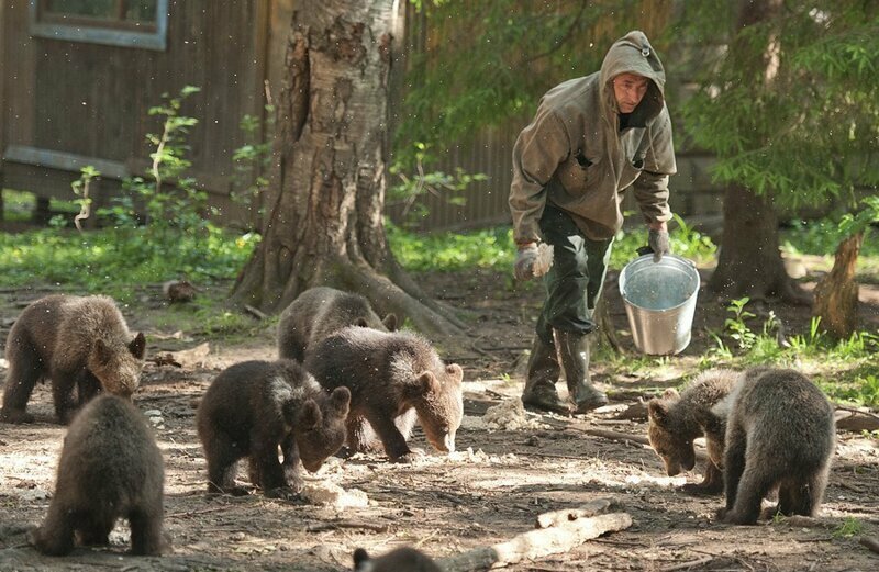 Заменил папу: российский биолог спас и воспитал 230 медвежат