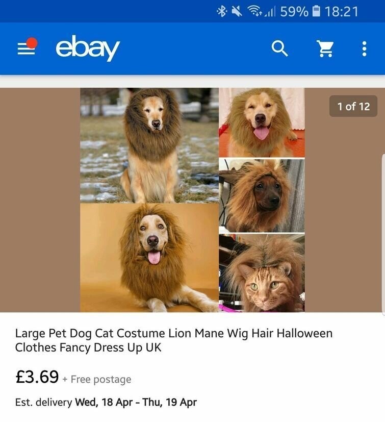 Купил на eBay костюм льва для собаки. Ожидание..