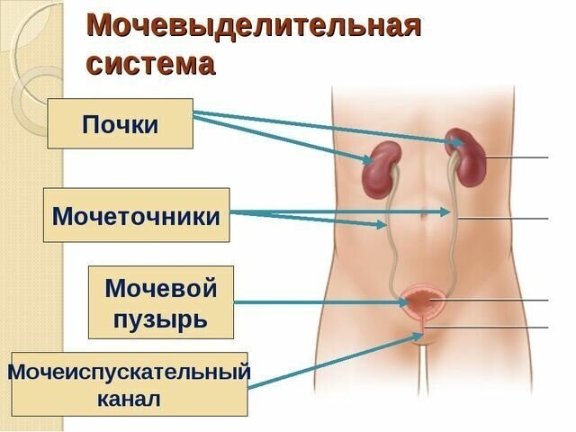 Как работает человеческий организм