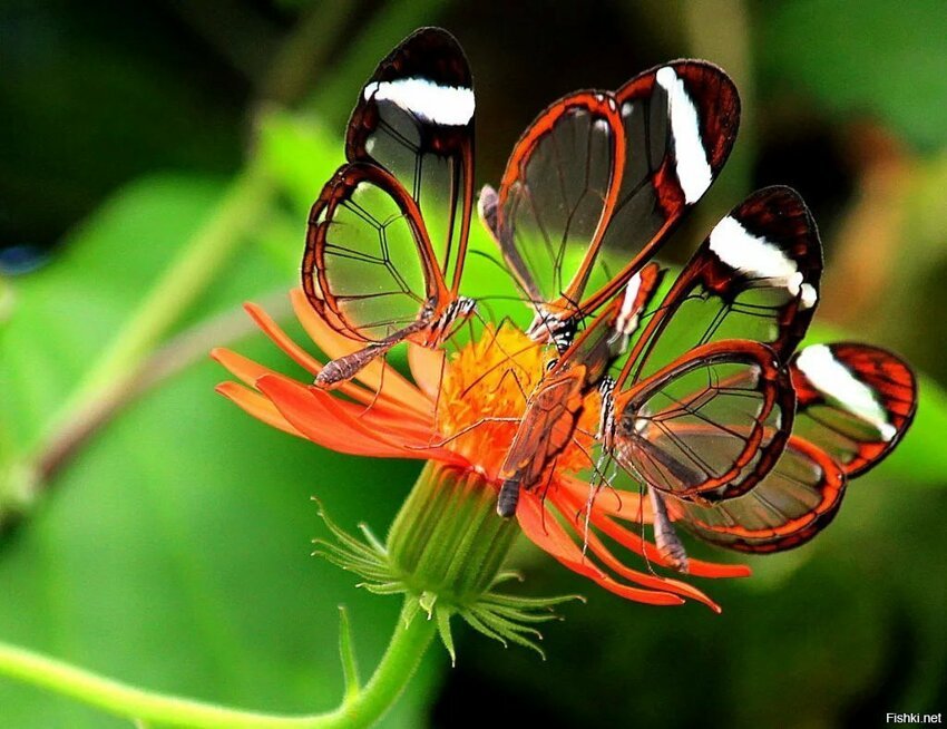 Прозрачные бабочки