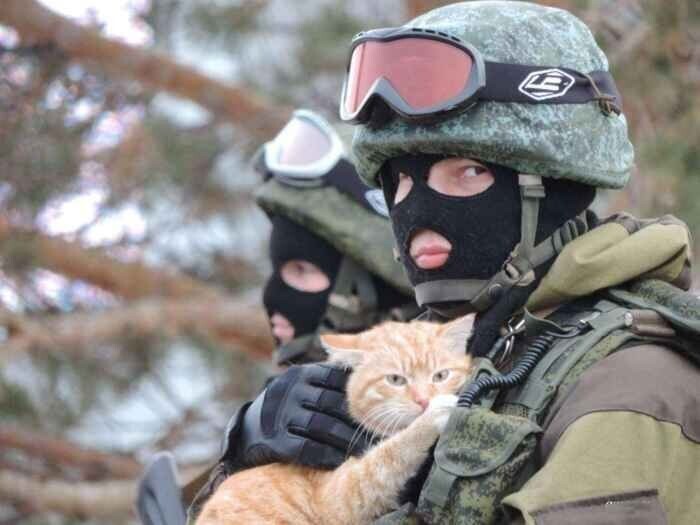 Боевые коты и кошки