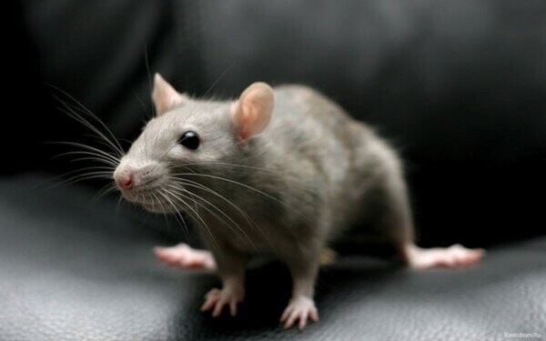 7. Чумные крысы и мыши