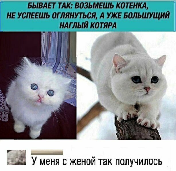 Прикольные и смешные картинки