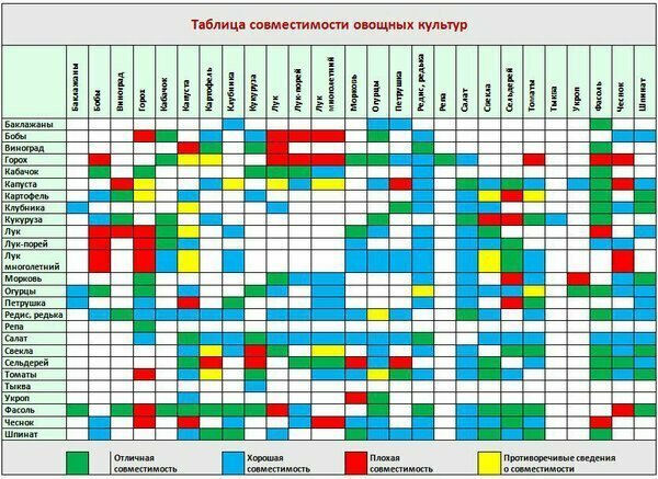 7 пар дачных культур, которые никогда не уживутся рядом