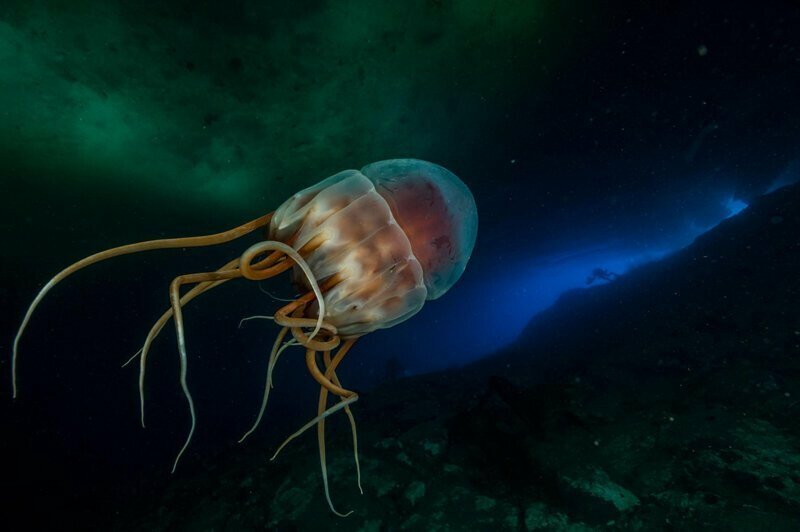Periphylla periphylla — эти медузы избегают солнечного света, который может их убить