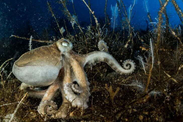 Один из 16 видов осьминогов Антарктиды