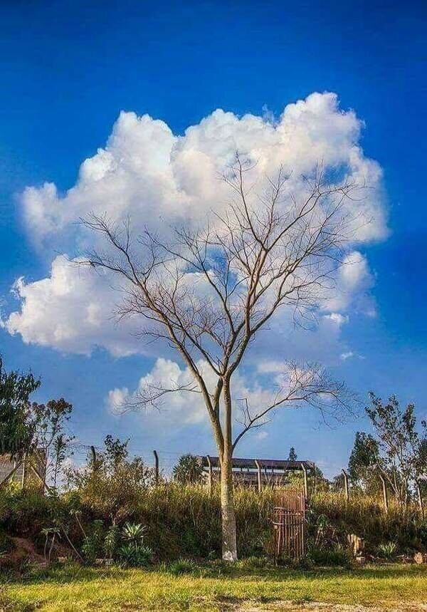 Вы когда-нибудь видели дерево, у которого вместо листьев облака растут?