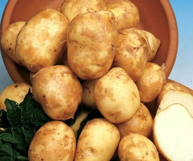 В России картофель, по популярности, лидирует среди овощей, и занимает главное место на дачных и приусадебных участках. Из него можно приготовить более 2, 5 тысяч блюд.
