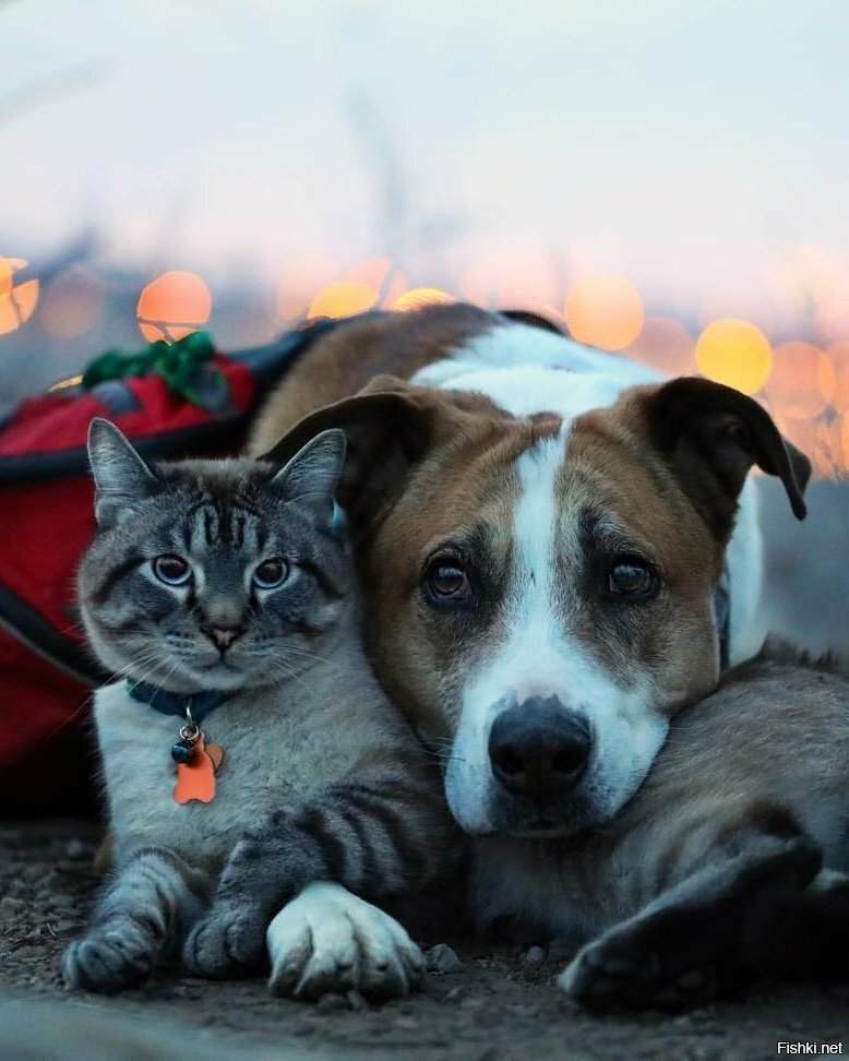 Пара путешественников забрала пса и кота из приюта и путешествуют все вместе