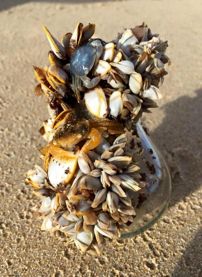 18. «Мой брат нашёл это пристанище моллюсков на австралийском пляже»