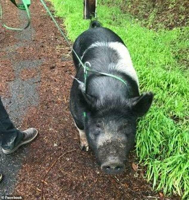Потерявшаяся свинья забрела во двор к соседу и больше ее никто не видел