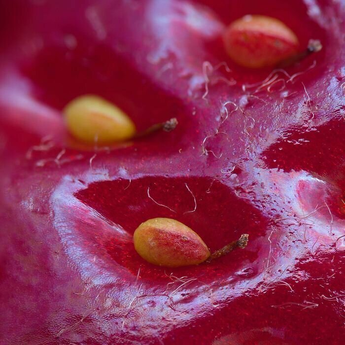 Поверхность ягоды клубники при большом увеличении