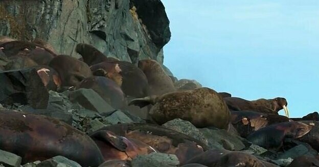 Глобальное потепление ставит моржей на грань гибели